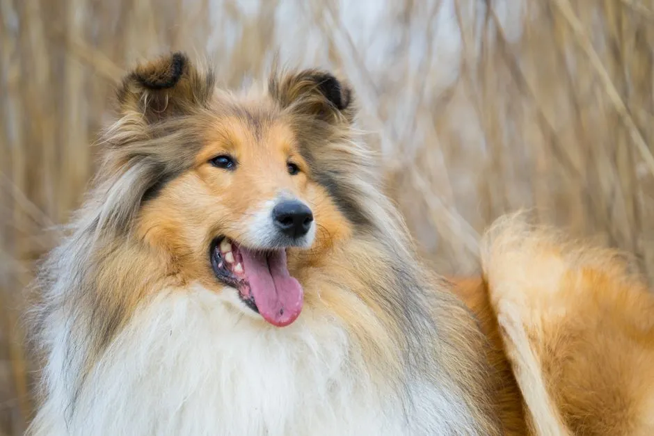 #1 - Rough Collie (The “Lassie” Dog Everyone Forgot) (Image Credits: Pexels)