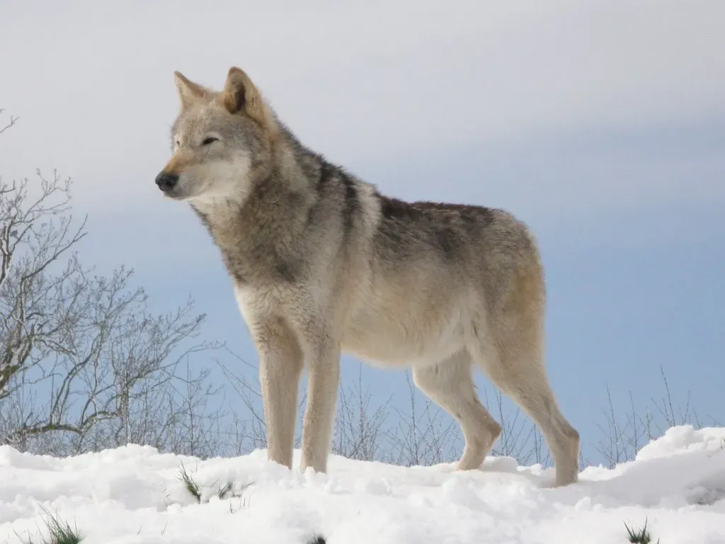 Sagittarius: The Wandering Wolf (Image Credits: Flickr)