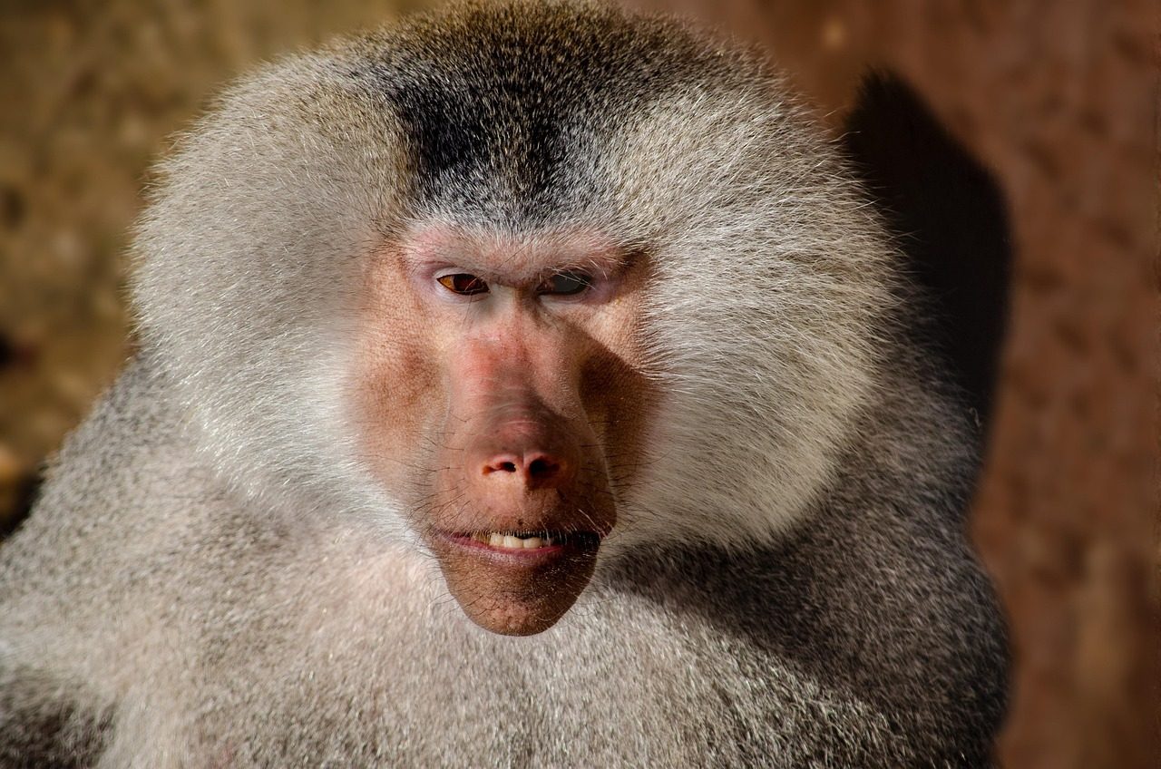 Scorpio: The Intense Baboon (Image Credits: Pixabay)