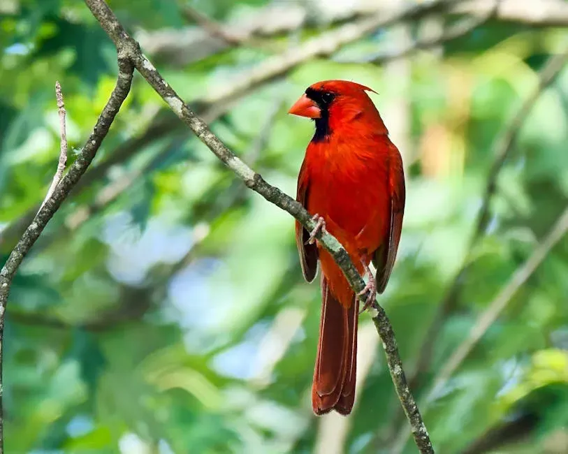 #1: Their Red Color Is Literally Made From Food (Image Credits: Pexels)