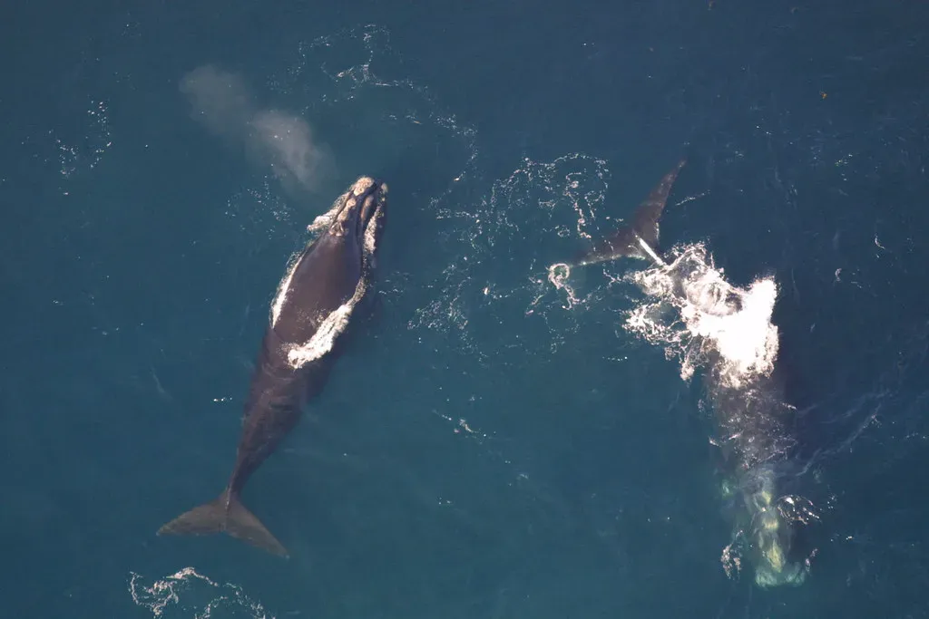 3. North Atlantic Right Whale - Racing Against the Rope (lauren.packard, Flickr, CC BY 2.0)