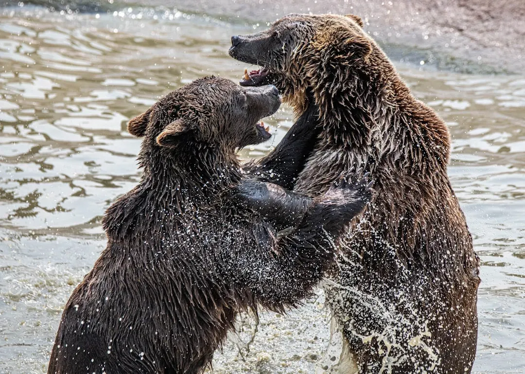 A Grizzly Bear's Bite Can Crush a Bowling Ball (Image Credits: Unsplash)