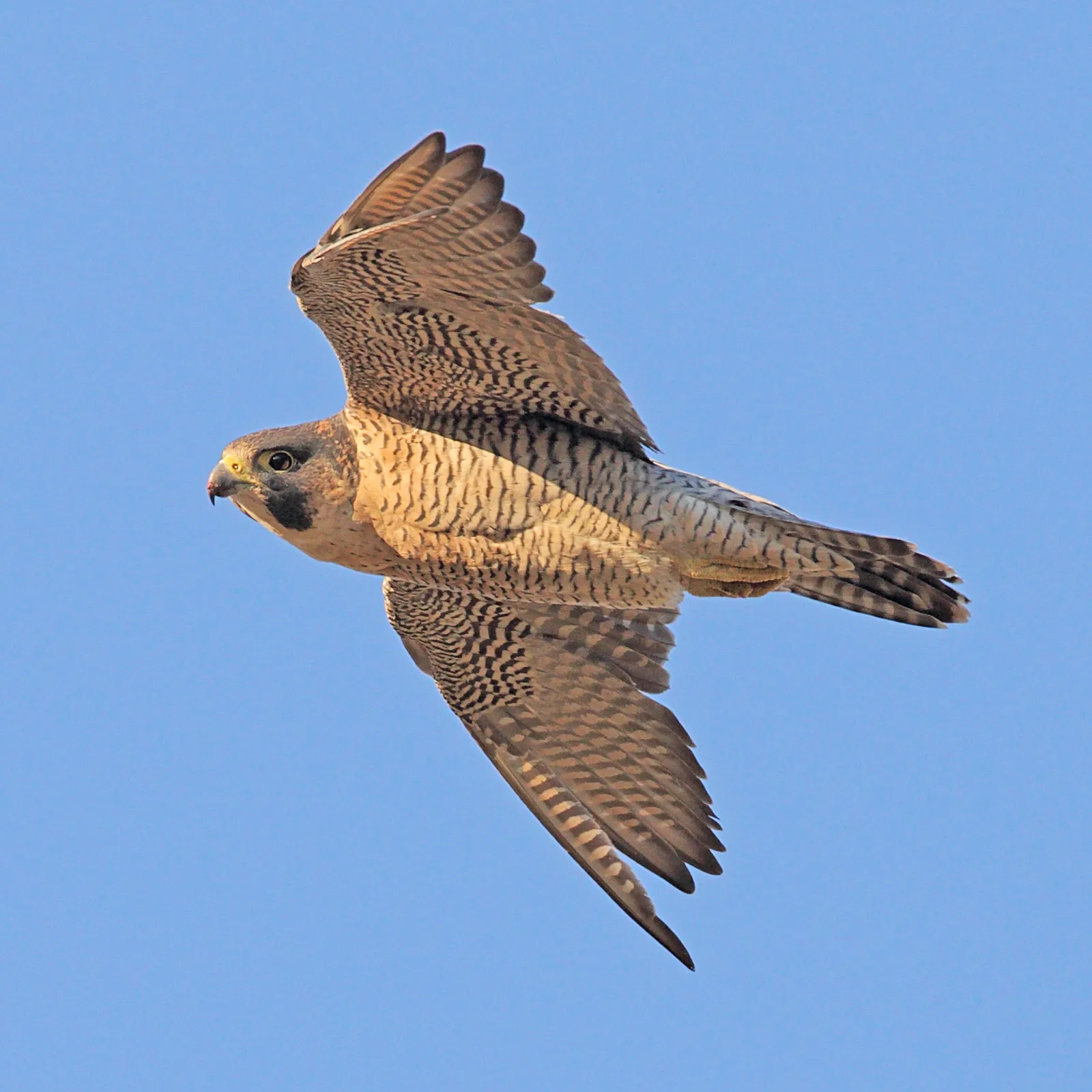 #1 Aries – The Peregrine Falcon (By Juan Lacruz, CC BY-SA 3.0)
