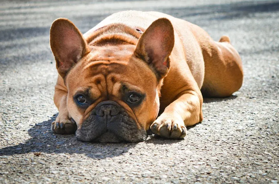 1. French Bulldog (Image Credits: Pexels)