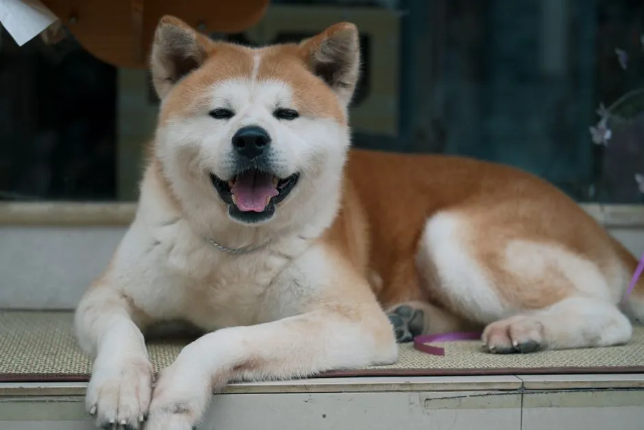 #9 - Akitas: Stoic, Selective, and Unforgiving (Image Credits: Pexels)