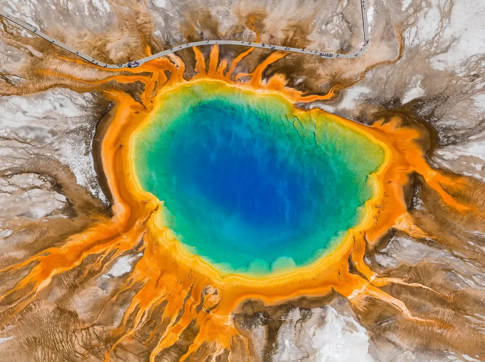 The Tiny Animal That Can Survive Almost Anything (Image Credits: Getty Images)