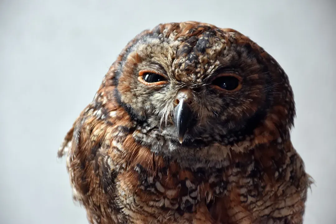 Their Eyes Are Actually Tubes, Not Eyeballs (Image Credits: Unsplash)