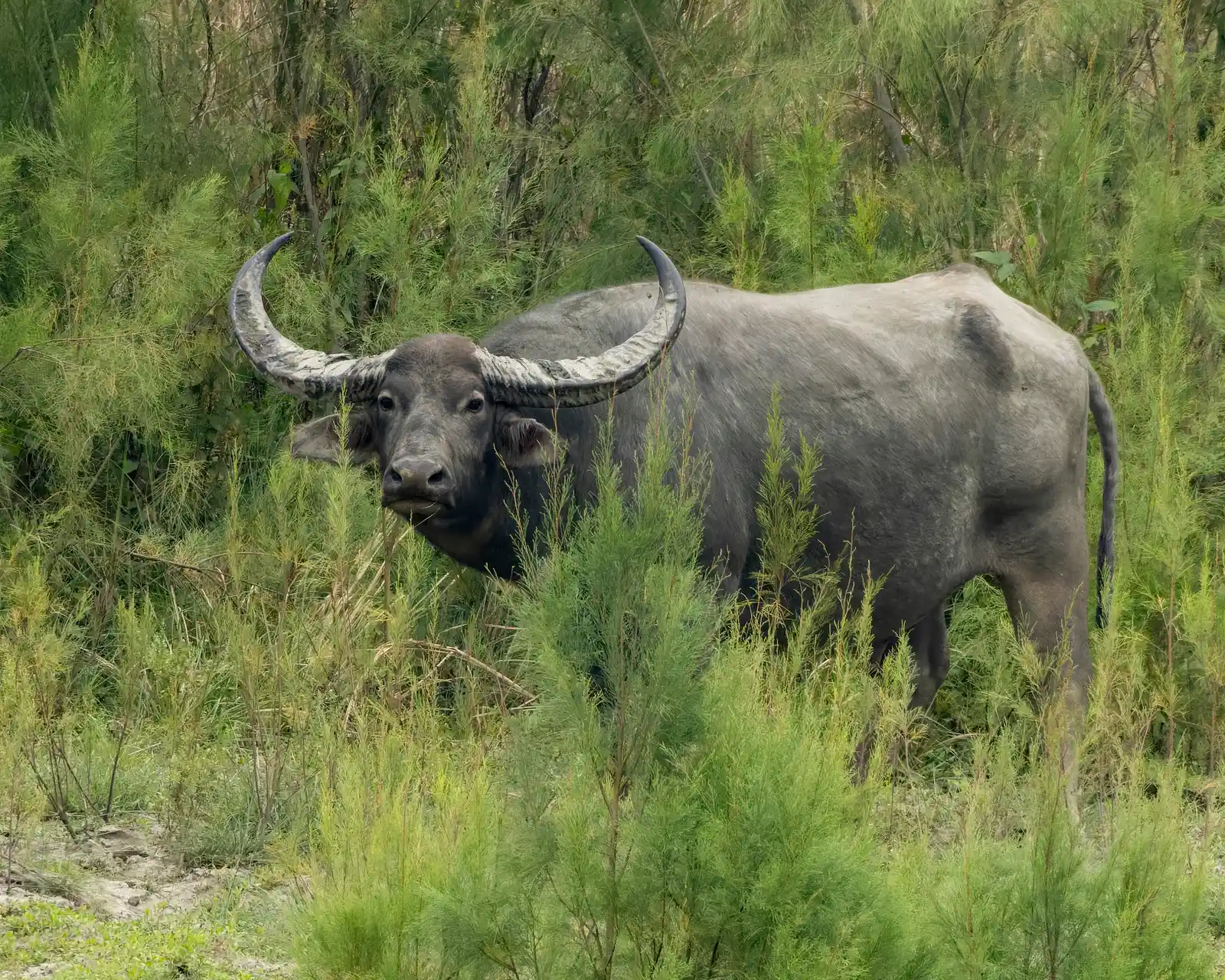 Koshi Tappu Wildlife Reserve, Nepal (By Tisha Mukherjee, CC BY-SA 4.0)