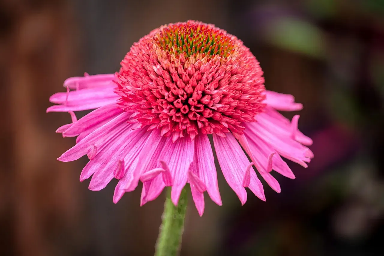 Purple Coneflower (Echinacea purpurea) &ndash; The Four-Season Workhorse (Image Credits: Pixabay)