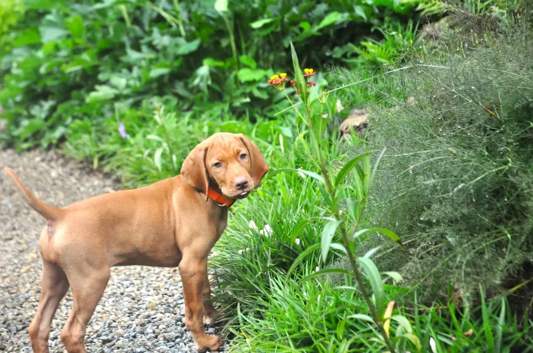 Vizsla (Image Credits: Unsplash)