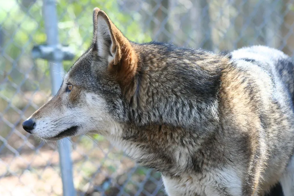 #12 Pisces (February 19 &ndash; March 20): The Red Wolf (Red Wolf Recovery Program, Flickr, CC BY 2.0)