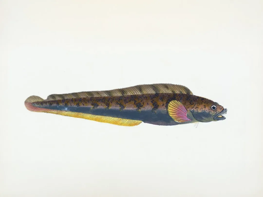Weakly Electric Fish Talk Through Invisible Fields (Image Credits: Unsplash)