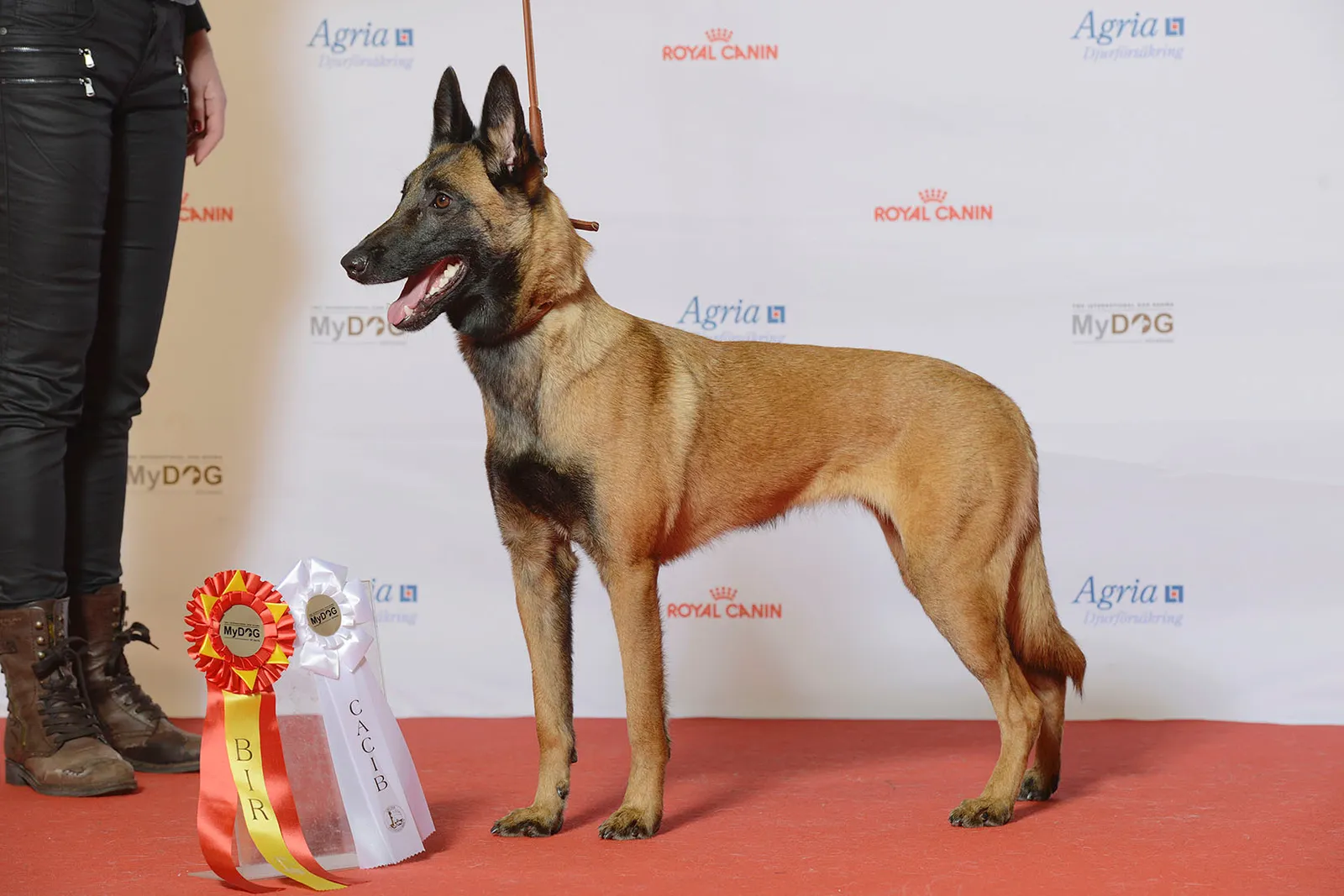 #3 Gemini and the Belgian Malinois (Grupp 1, BELGISK VALLHUND, MALINOIS, Krokasmedens Epic, CC BY 2.0)