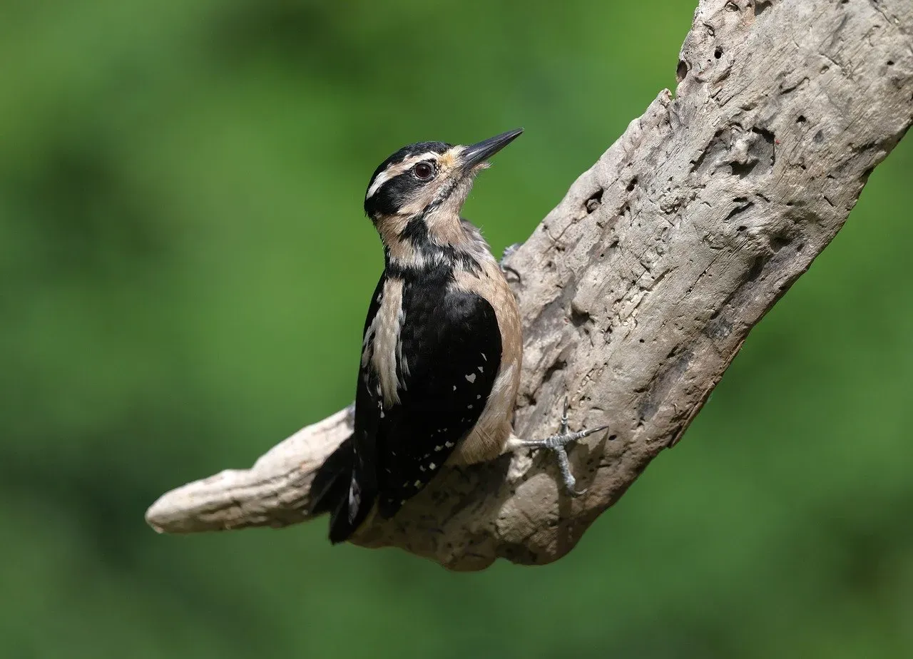 Aquarius (January 20 &ndash; February 18): The Downy Woodpecker (Image Credits: Pixabay)
