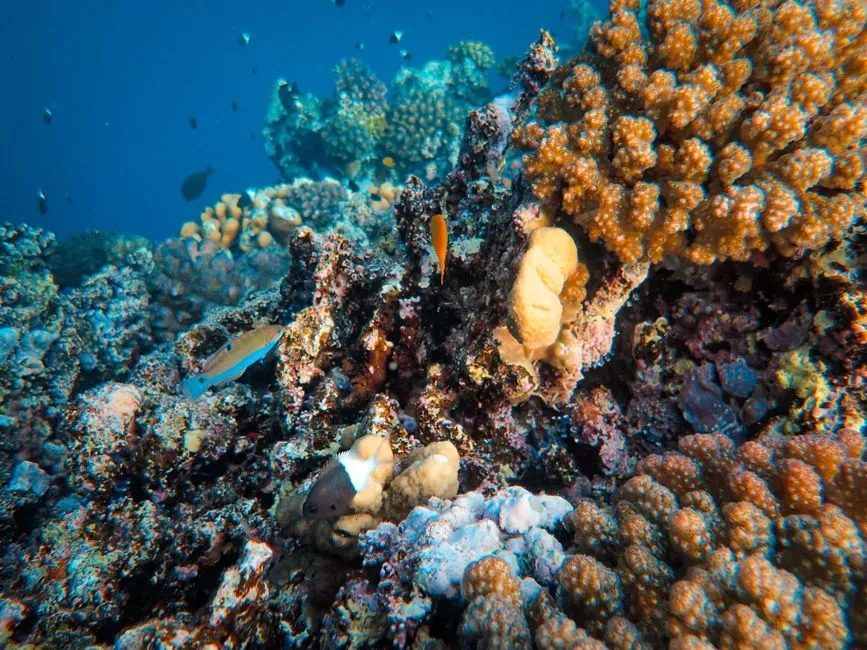 9. Restoration of Predators and Prey in Marine Ecosystems (Image Credits: Pexels)