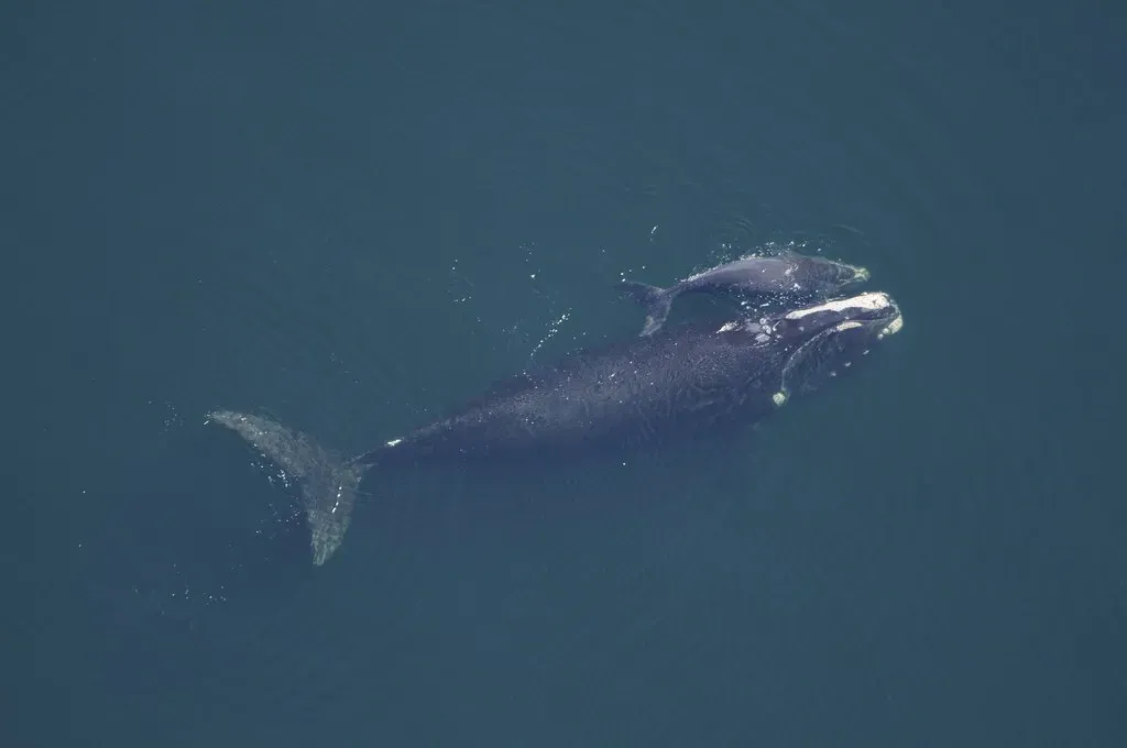 The Calving Crisis: Numbers That Tell a Disturbing Story (NOAA Photo Library, Flickr, CC BY 2.0)