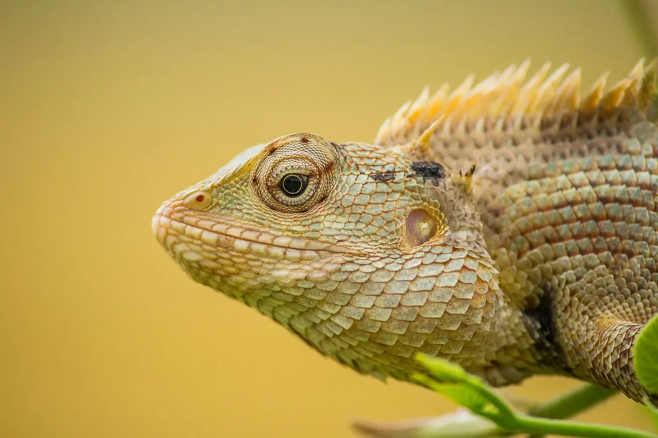 Gemini and the Chameleon (Image Credits: Pixabay)