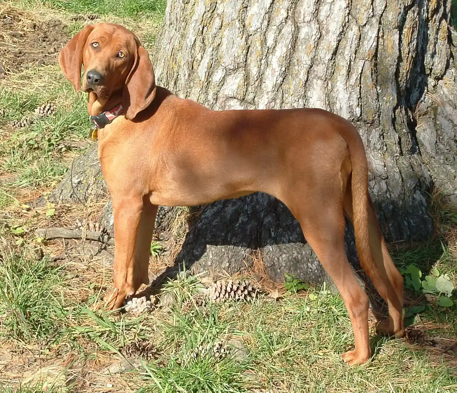 13. Redbone Coonhound: Southern Roots and Solid Health (CC BY-SA 3.0)