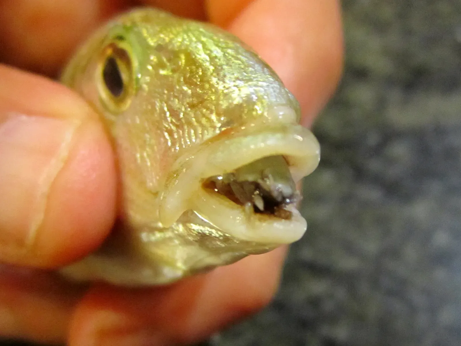 The Tongue-Eating Parasite That Becomes Your New Tongue (Image Credits: Wikimedia)
