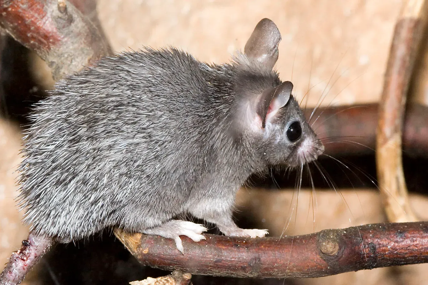 African Spiny Mouse (Image Credits: Wikimedia)