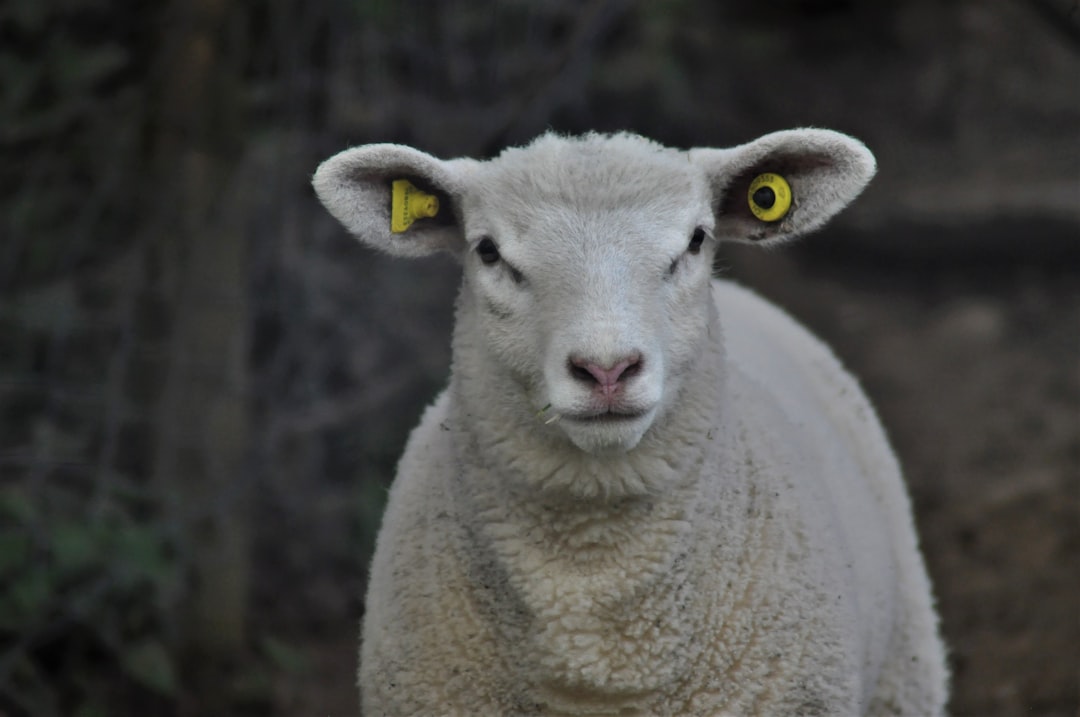 The Facial Feature Detective: What Animals Actually Notice (Image Credits: Unsplash)