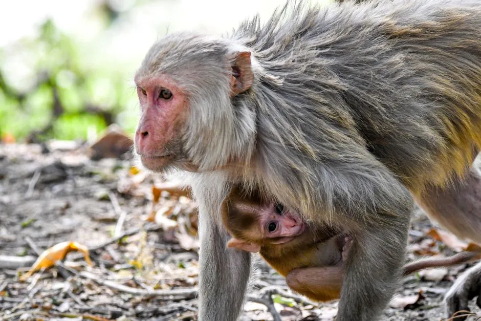 #1 - "Pure Instinct" Animal Parenting Was a Comforting Lie (Image Credits: Pexels)
