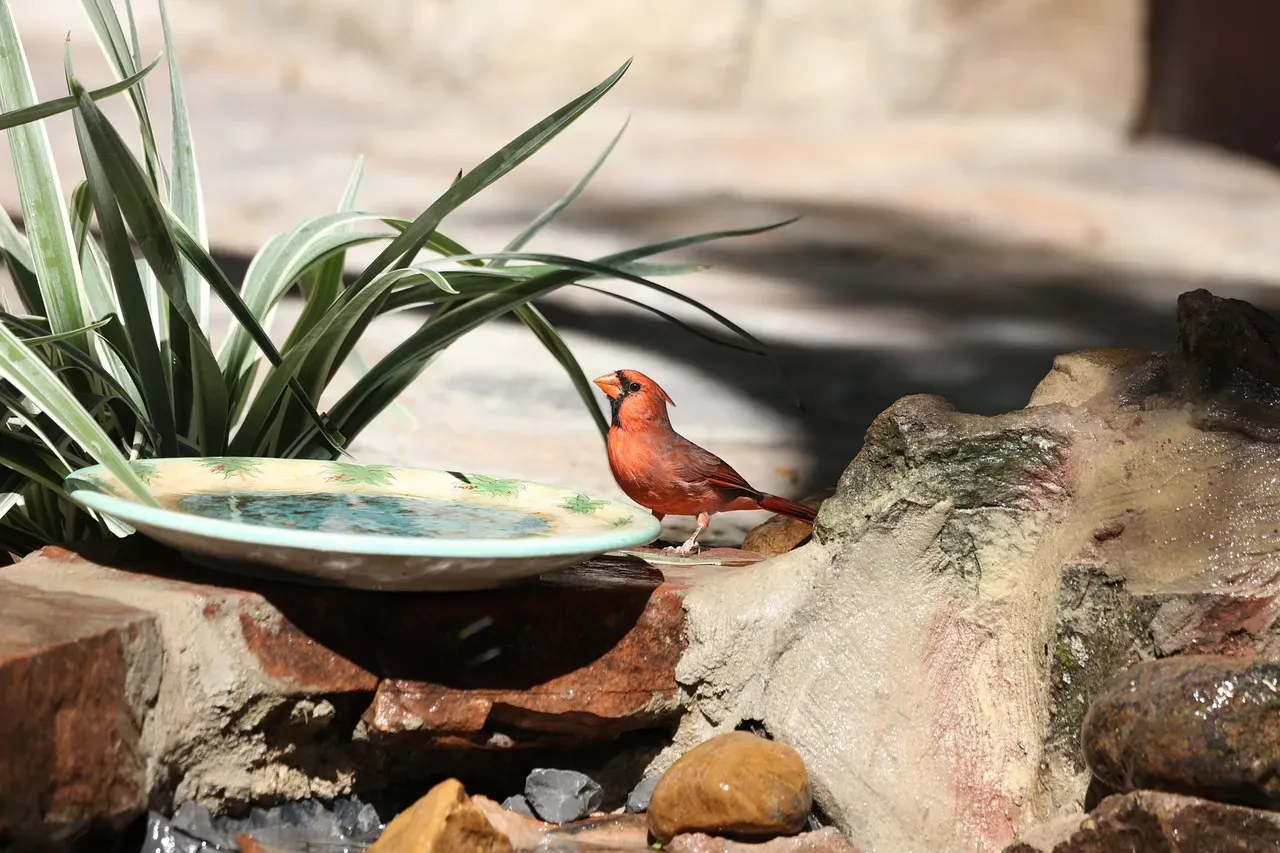 #9 - No Water Source Anywhere in the Yard (Image Credits: Pixabay)