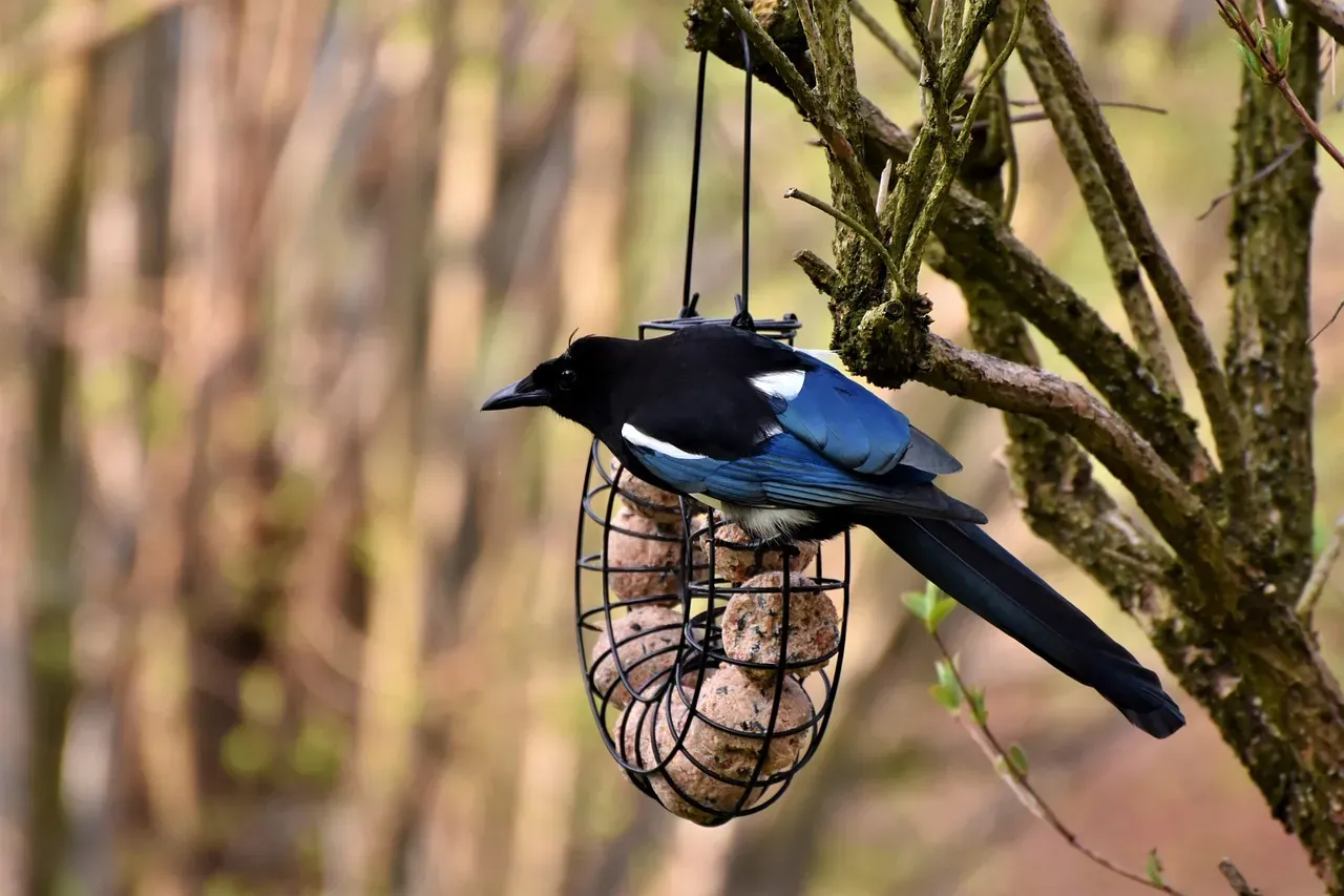What These Five Birds Tell Us About Intelligence Itself (Image Credits: Pixabay)