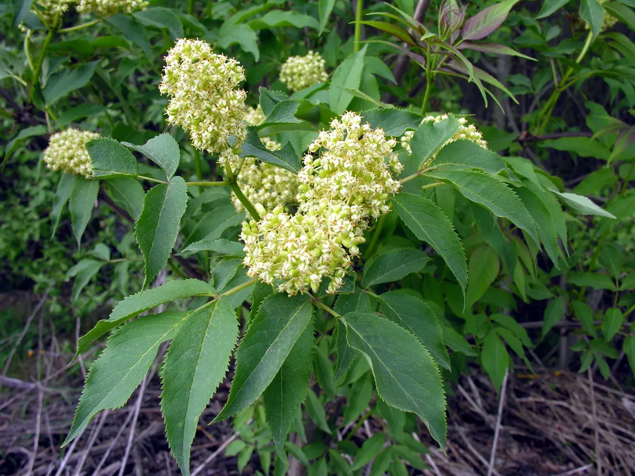 2. Elderberry (Sambucus canadensis) - A Wildlife Powerhouse (Transferred from lt.wikipedia to Commons by Hugo.arg using CommonsHelper., CC BY-SA 3.0)