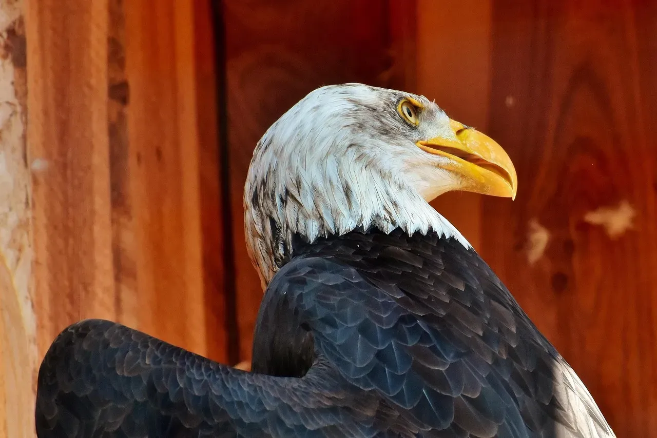 2. Raptors Have Three Eyelids (Image Credits: Pixabay)