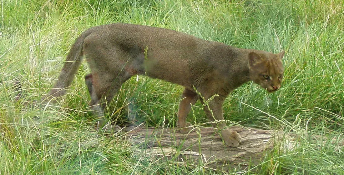 It's More Closely Related to Pumas Than Jaguars (Image Credits: Wikimedia)