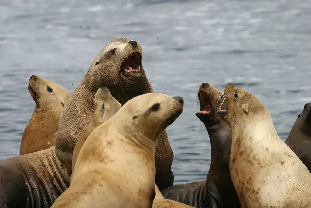 10. Steller Sea Lion (USFWS Headquarters, Flickr, CC BY 2.0)