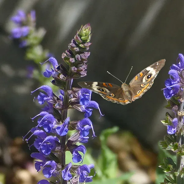 4. Salvia: The Hummingbird Magnet (Image Credits: Flickr)