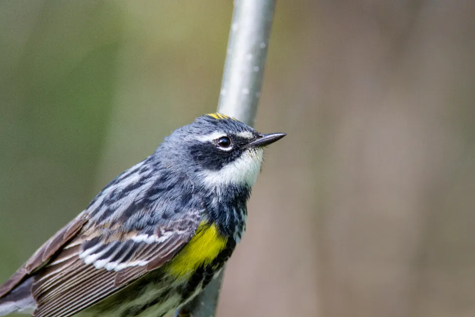 Corkscrew Swamp Sanctuary: Cathedral of the Old-Growth Cypress (Image Credits: Stocksnap)
