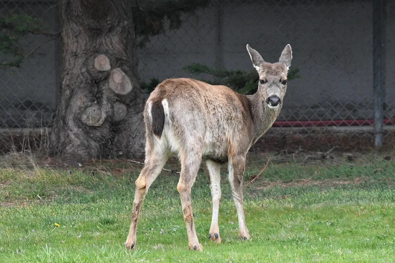 6. Columbian Black-Tailed Deer (Image Credits: Pixabay)