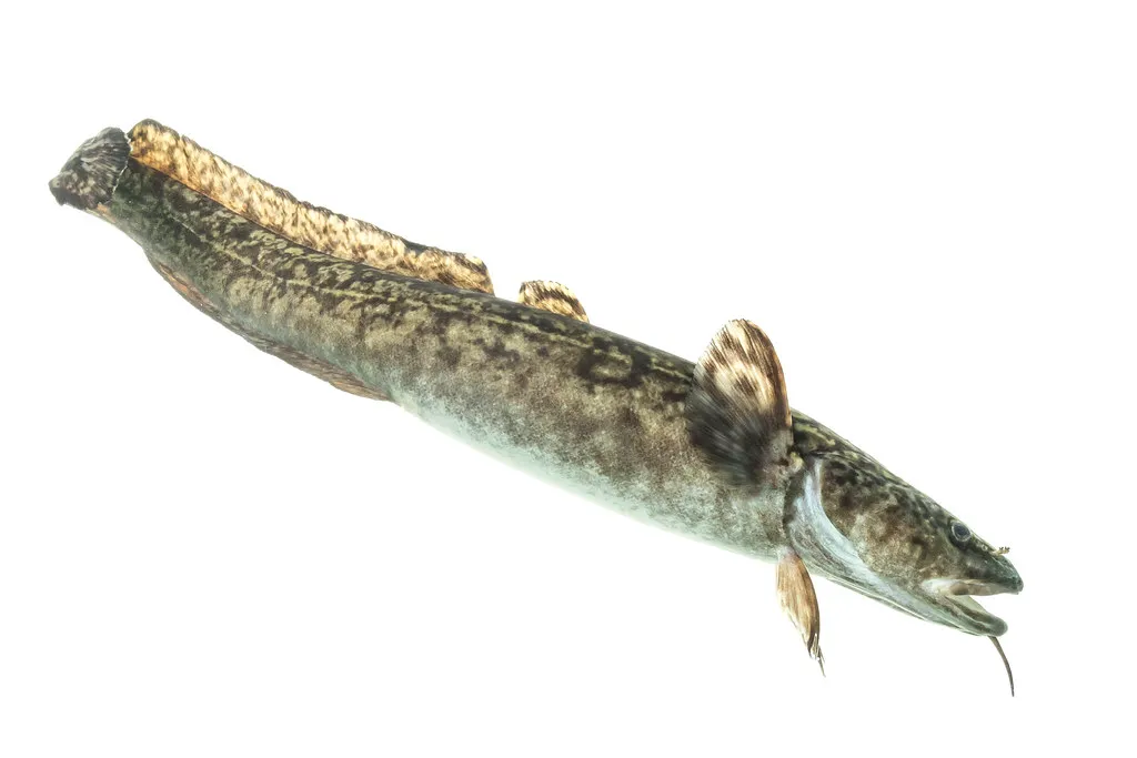 Pyrolycus jaco: The Hydrothermal Eelpout (Image Credits: Flickr)