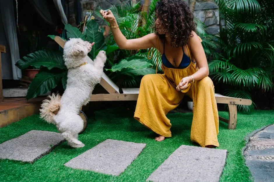 Poodle (Image Credits: Pexels)