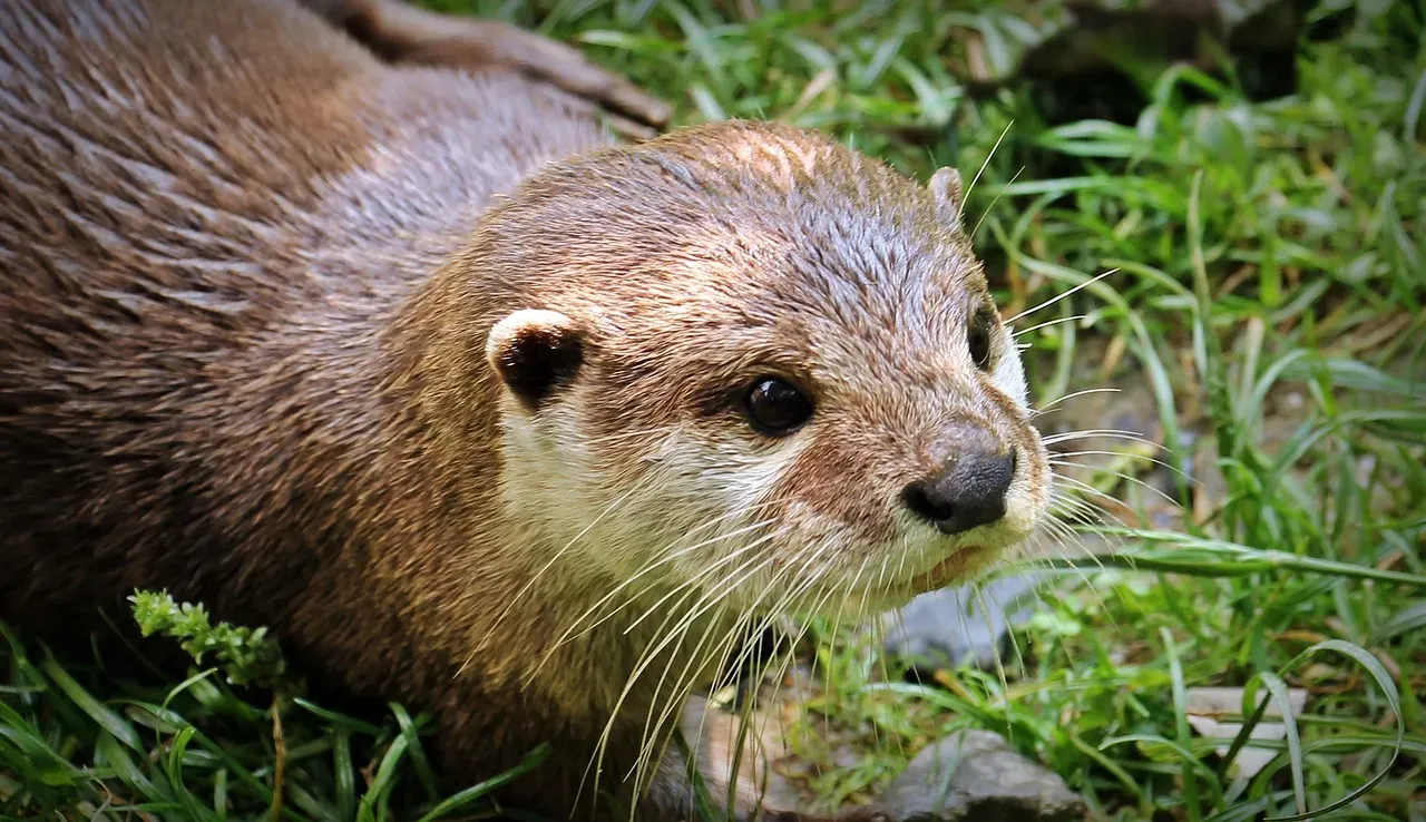 Aquarius (January 20 &ndash; February 18): The Otter (Image Credits: Pixabay)