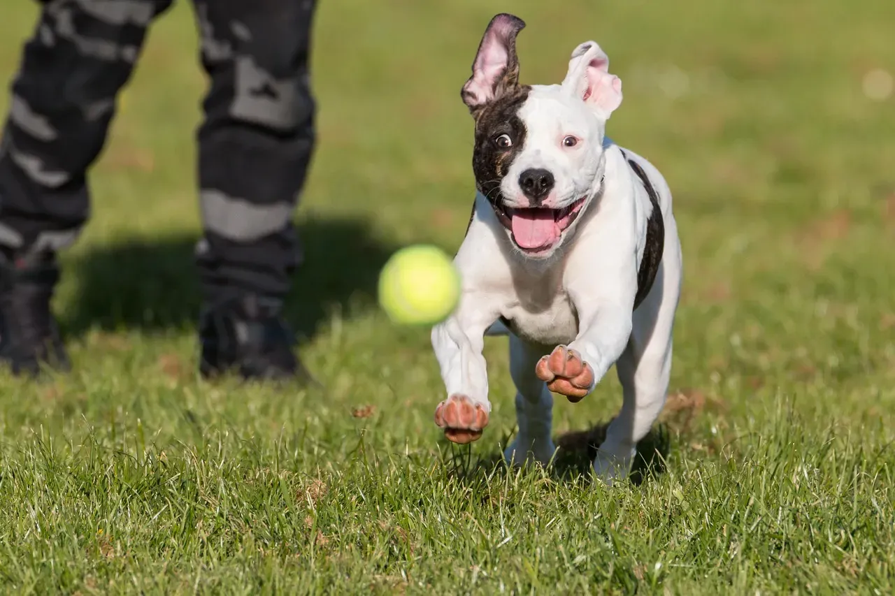#11. American Bulldog (Image Credits: Pixabay)