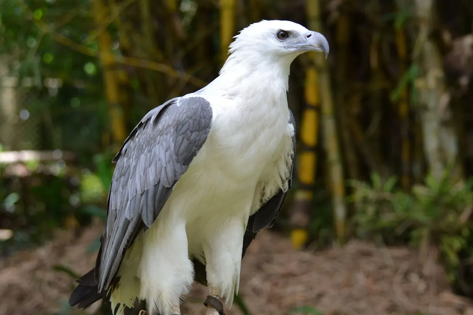 Conclusion: The King of Birds Deserves Our Attention (Photo point- white bellied sea eagle, CC BY 2.0)