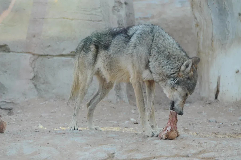 The Genetic Advantage Hidden in Wolf DNA (Image Credits: Flickr)