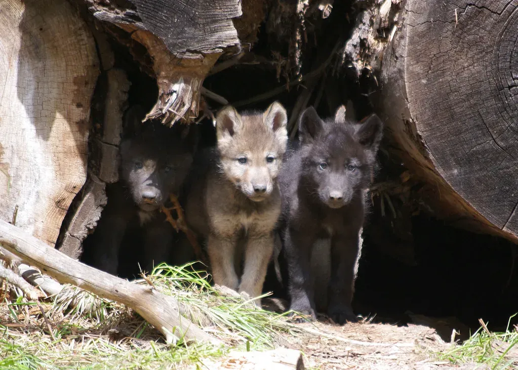 9. Wolves Can Adopt Orphaned Pups - Unlike Nearly Any Other Predator (Oregon Department of Fish & Wildlife, Flickr, CC BY-SA 2.0)