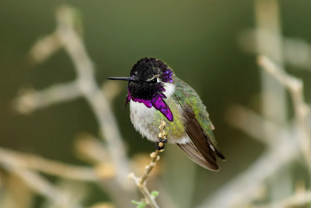 #9 - They Enter Deep Nighttime Torpor to Conserve Fuel (Flickr: Male Costa's Hummingbird (Calypte costae)..... 2 of 3 in set, CC BY 2.0)