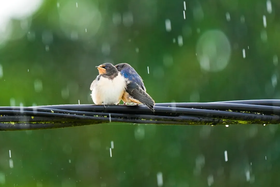 Insect Behavior and Atmospheric Conditions (Image Credits: Unsplash)