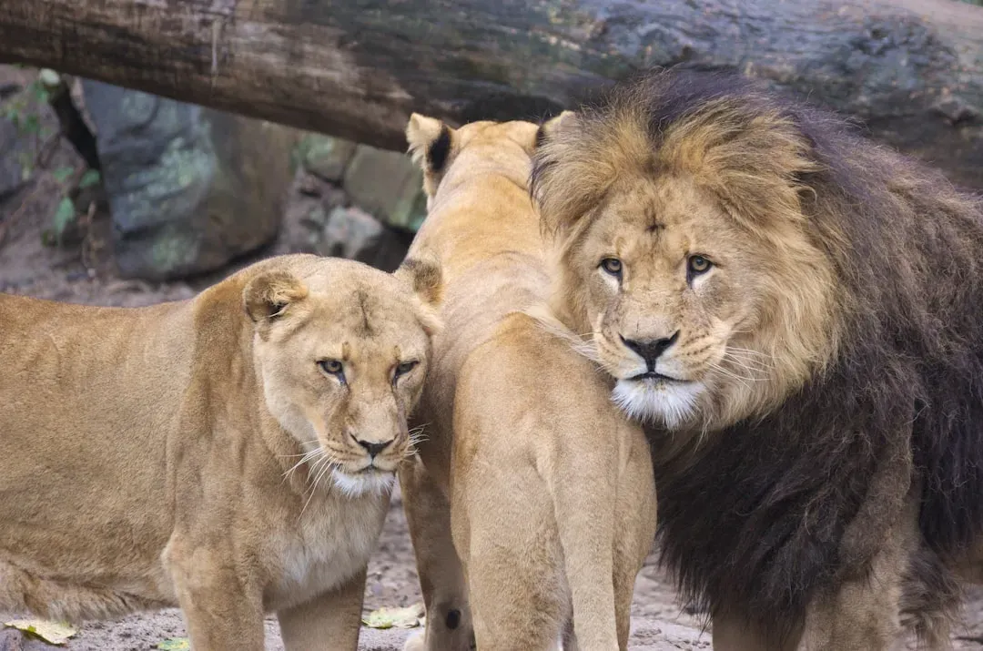 Christian the Lion: A Wild Reunion That Defied Expectation (Image Credits: Unsplash)