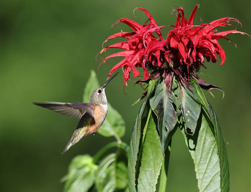 11 - Bee Balm (Monarda didyma) (Image Credits: Pexels)