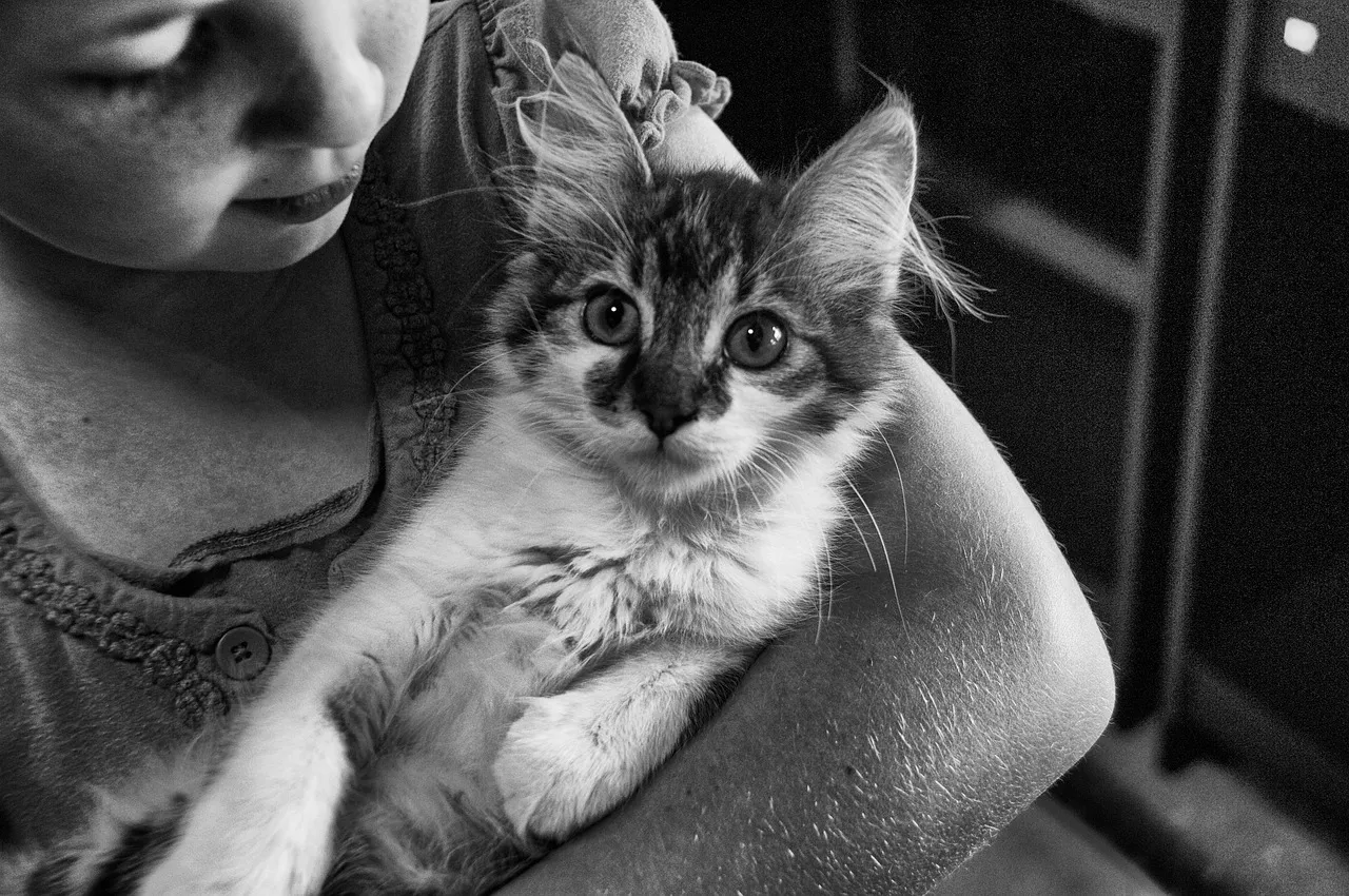 Final thoughts on cats and childhood bonds (Image Credits: Pixabay)