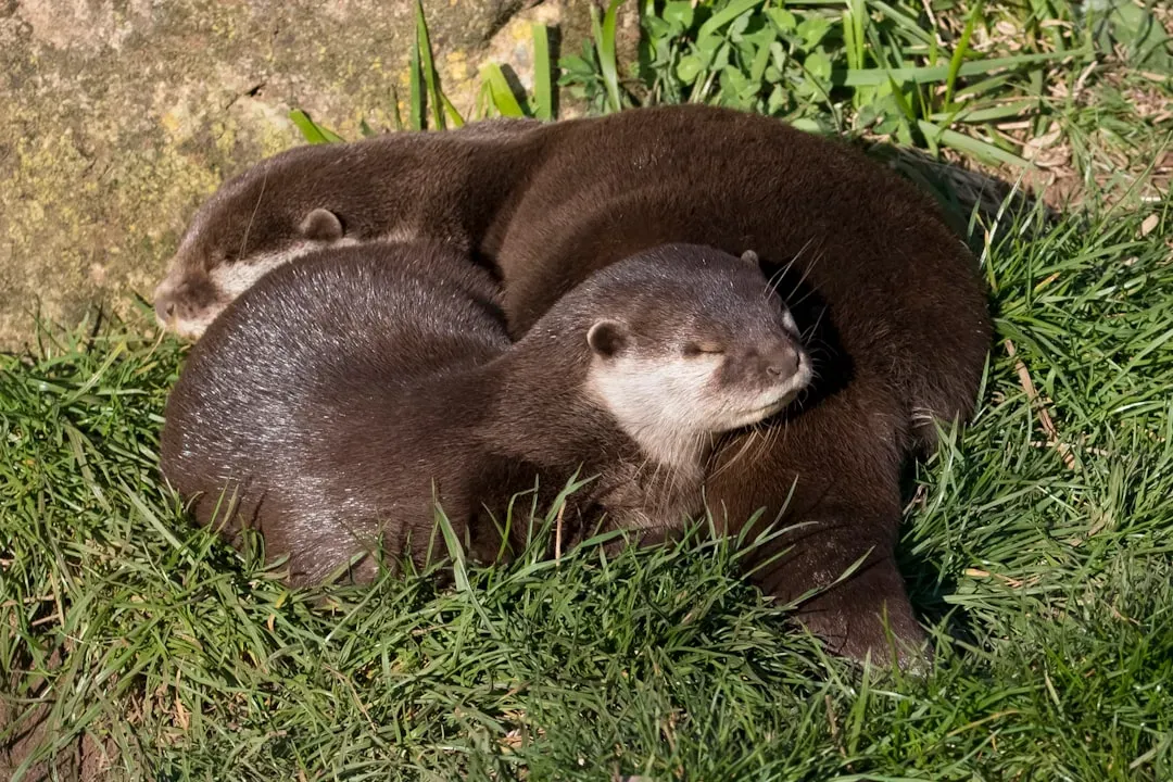 8. They Have a Bizarre but Brilliant Reproductive Strategy (Image Credits: Unsplash)