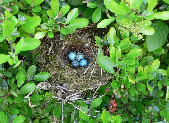 #5 - Nests You Used To Spot Every Year Are Suddenly Gone (From geograph.org.uk, CC BY-SA 2.0)