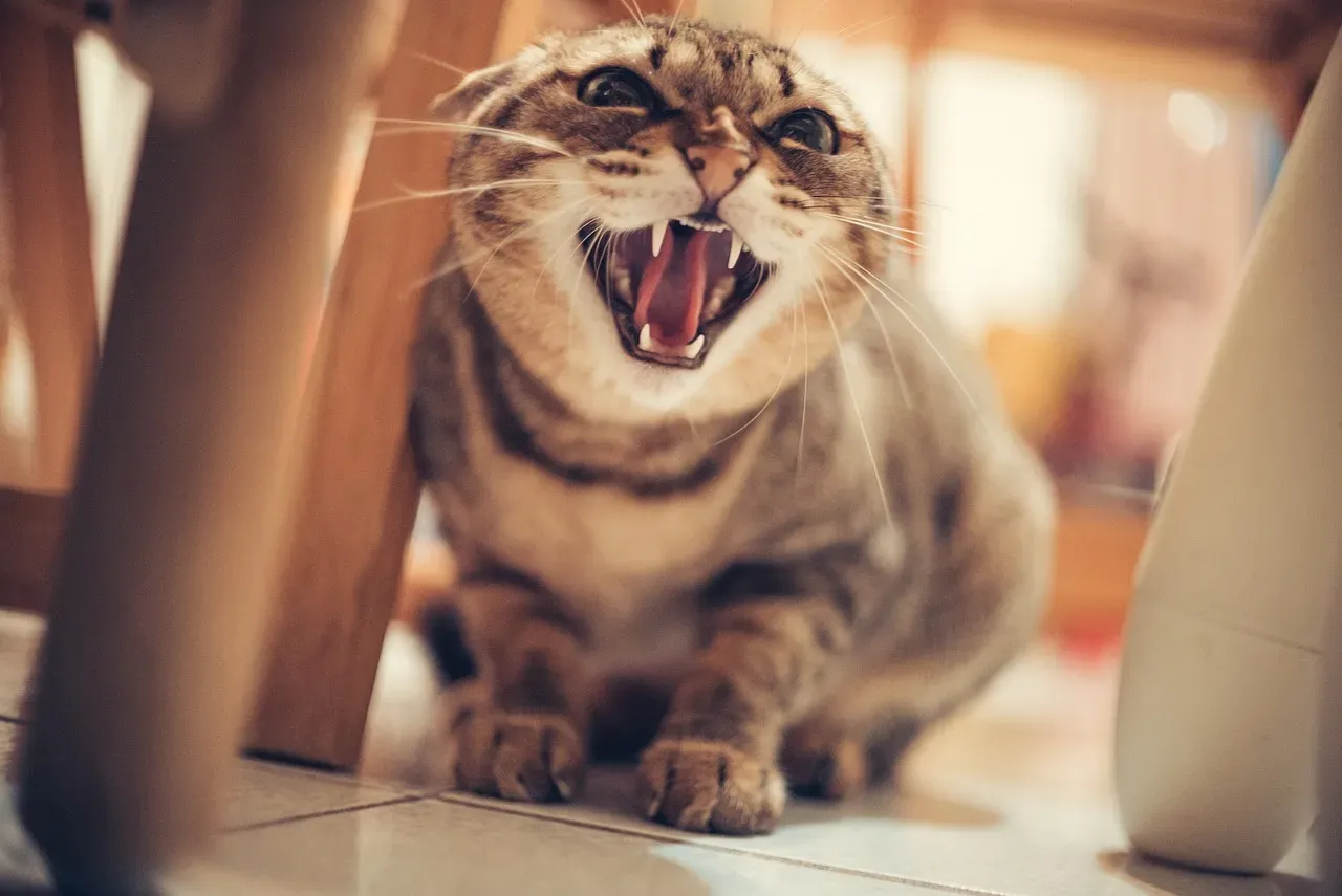 The Hiss: Back Off, Now (Image Credits: Pixabay)